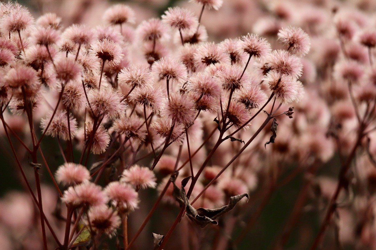 贝纳查比华士 Brevas（12支）：余杭区专业商标注册代理